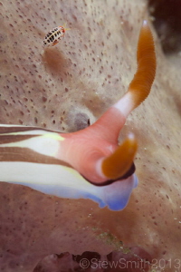 Sea Flea by Stew Smith 